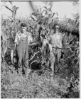 Men in corn field